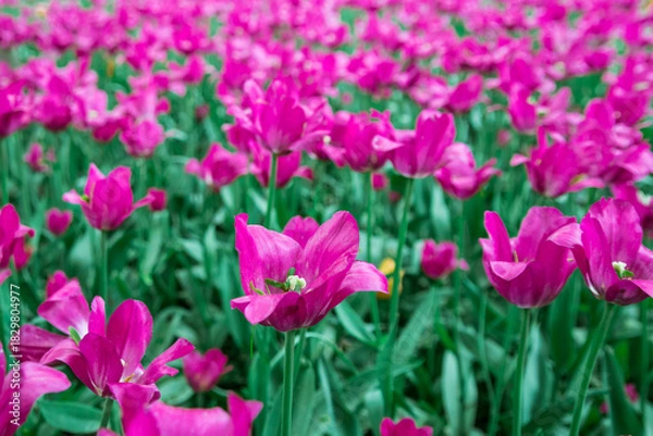 Fototapeta A field of beautiful bright purple tulips, a background of tulips. Lots of purple tulips