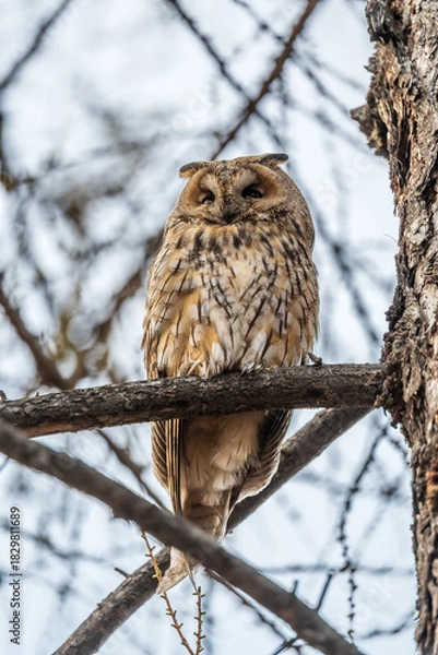 Obraz Long-eared owl (Asio otus), looking forward with wide opened eyes