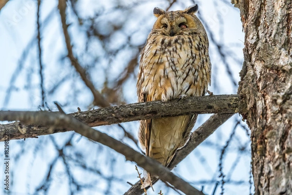 Obraz Long-eared owl (Asio otus), looking forward with wide opened eyes