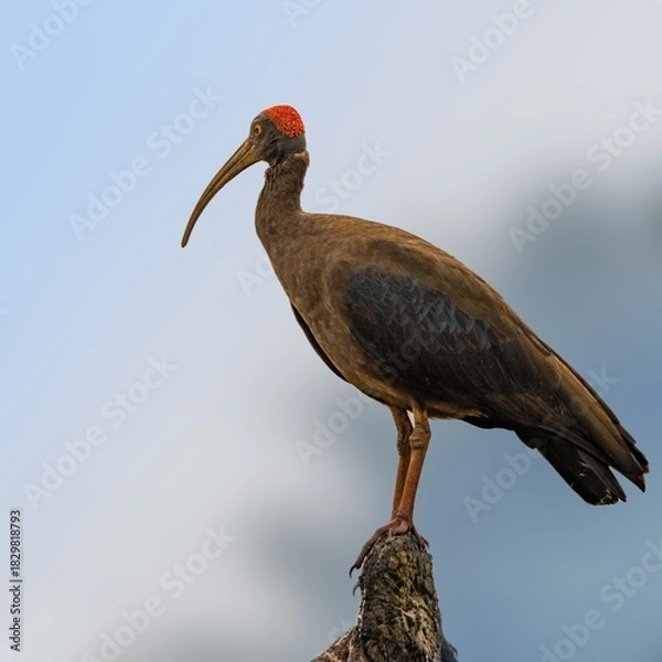 Obraz Red napped ibis