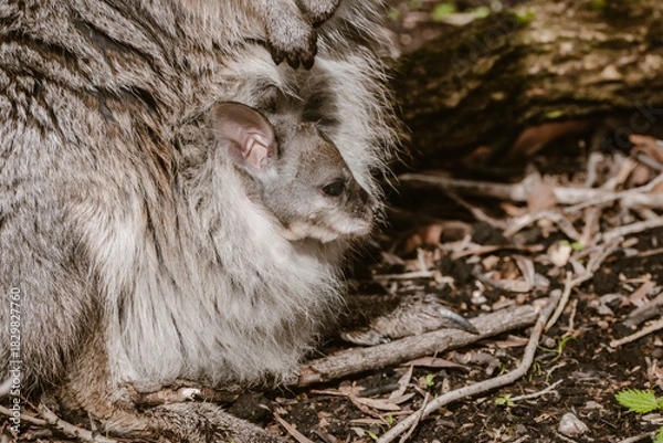 Fototapeta Close-up of a sweet gray wallaby family with a mother and a little baby in the pouch outdoor at daytime during spring in a wildlife park near Adelaide in Australia with space for text.