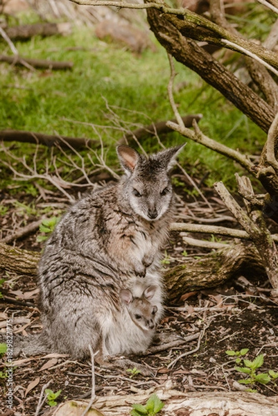 Obraz Vertical image of a sweet gray wallaby family with a mother and a little baby in the pouch outdoor at daytime during spring in a wildlife park near Adelaide in Australia.