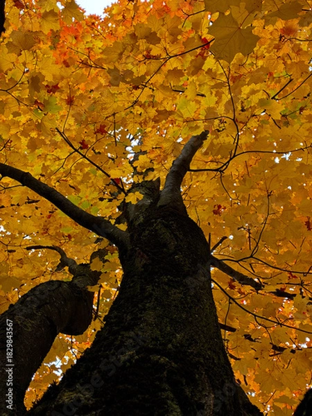 Obraz A striking maple tree with a dark, textured trunk and vibrant golden autumn leaves. The vibrant autumn foliage creates a glowing canopy, creating a warm, festive atmosphere and a natural backdrop.