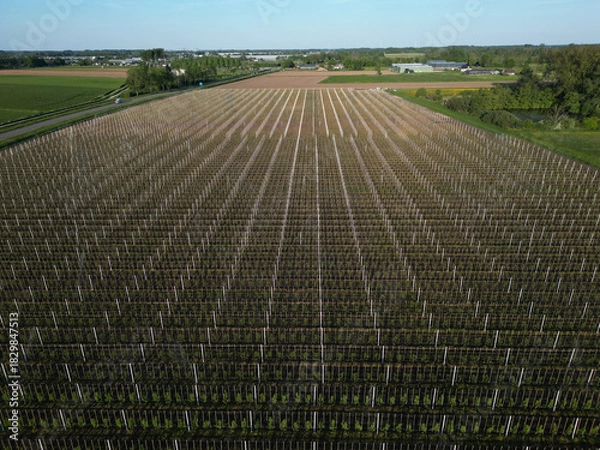 Fototapeta Aerial view of water irrigation of fruittrees during summer, The Netherlands