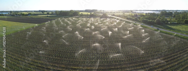 Fototapeta Aerial view of water irrigation of fruittrees during summer, The Netherlands