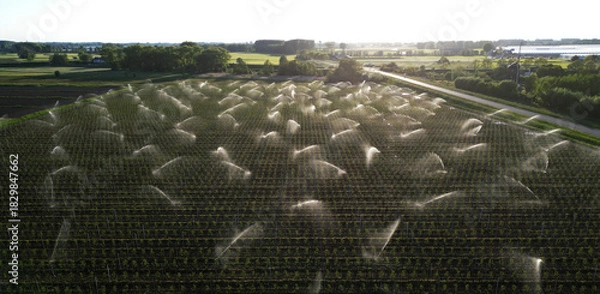 Fototapeta Aerial view of water irrigation of fruittrees during summer, The Netherlands