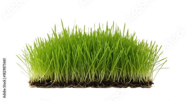 Obraz Fresh green wheatgrass with roots isolated on transparent background