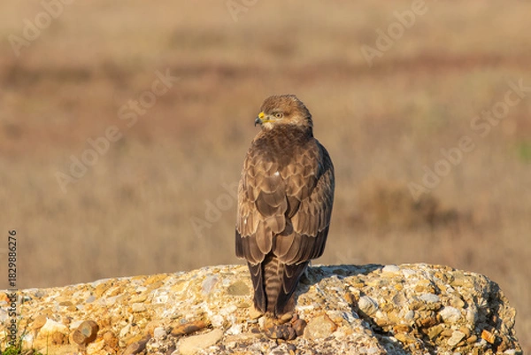 Fototapeta Hawk in Flight – Powerful Bird of Prey Wildlife Photography