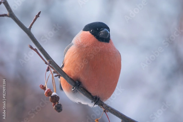 Obraz Bullfinch perched on a tree branch