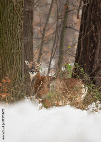 Obraz Owca muflona w zimowym lesie. Portret muflona.