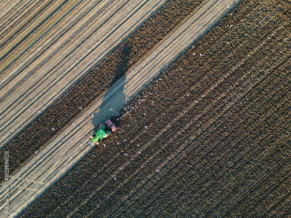 Fototapeta A tractor ploughing a field in autumn