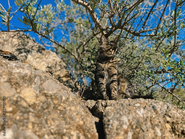 Fototapeta Adorable and funny tabby cat sitting on rock enjoying sunlight under an olive tree.