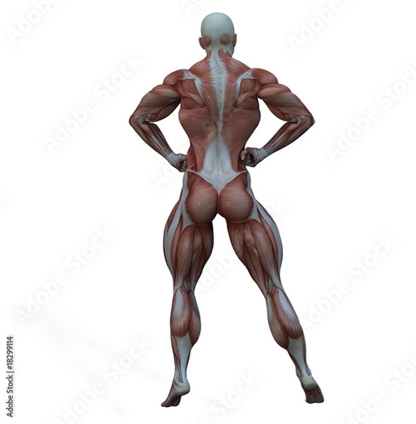 Obraz Muskeln 2
