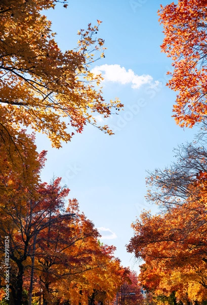 Obraz 秋の紅葉 吹田市の三色彩道