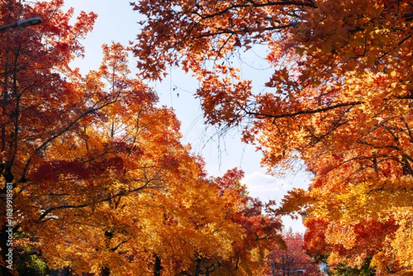 Obraz 秋の紅葉 吹田市の三色彩道