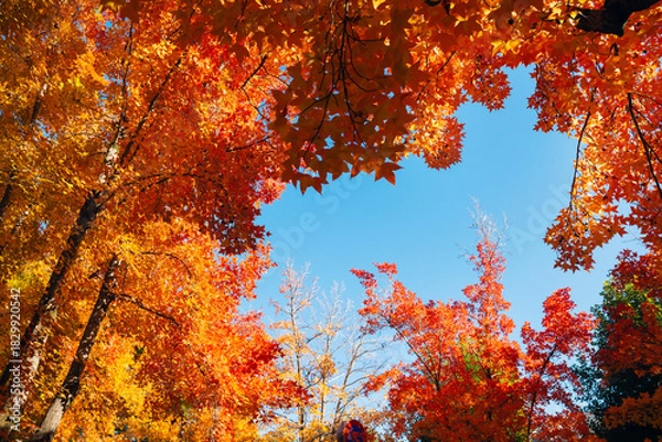 Obraz 秋の紅葉 吹田市の三色彩道