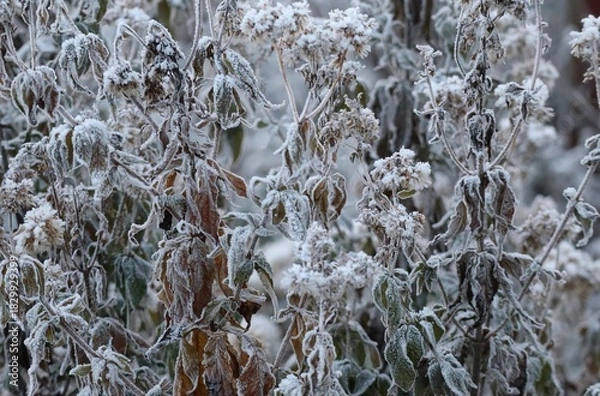 Obraz frosty Wilderness