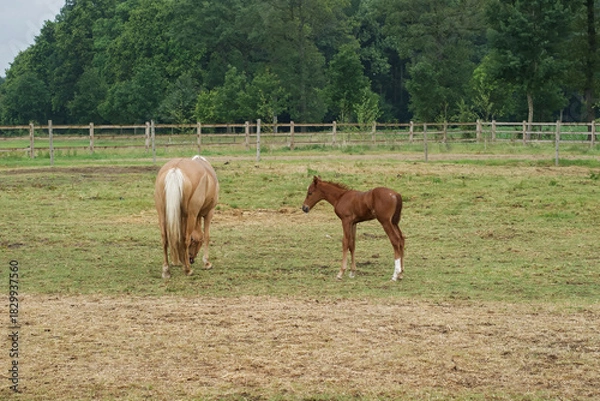 Fototapeta A tan mare grazes while her foal stands nearby in a green pasture under a cloudy sky, with a wooden fence surrounding.