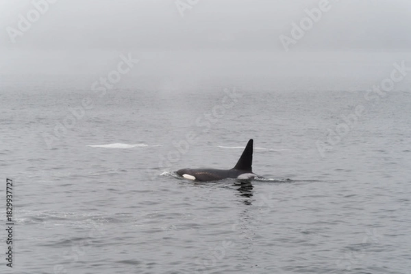 Obraz Profile of a Killer Whale swimming in the grey calm waters of Puget Sound, Washington, USA