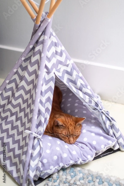 Fototapeta Ginger cat peacefully sleeping inside a cozy foldable tent with a soft polka dot cushion, creating a serene atmosphere of comfort and relaxation