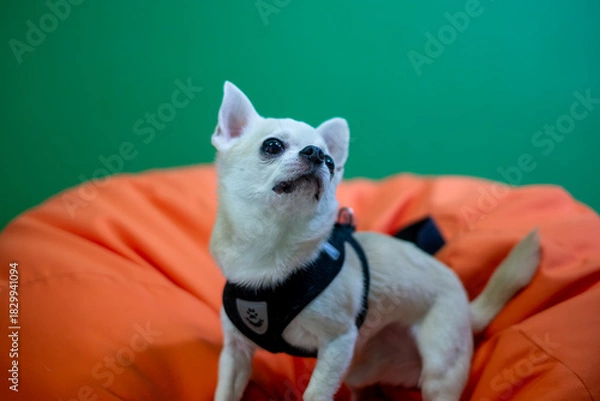 Fototapeta Small Chihuahua dog with light fur and large ears, wearing a harness, sits on an orange cushion against a green background, showcasing a playful and curious expression