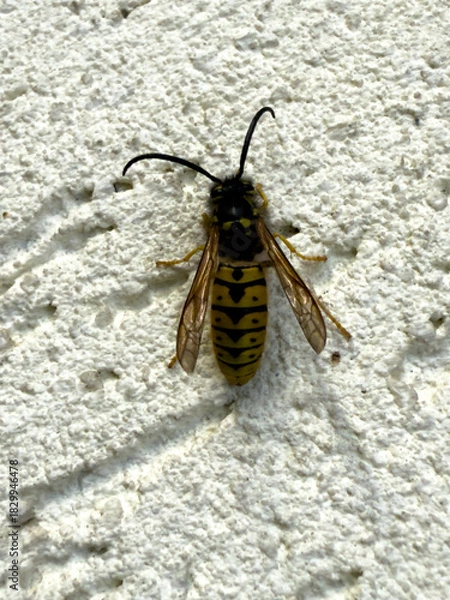 Fototapeta A wasp resting on a white wall in late autumn, with faded yellow coloration and visible wings and antennae.