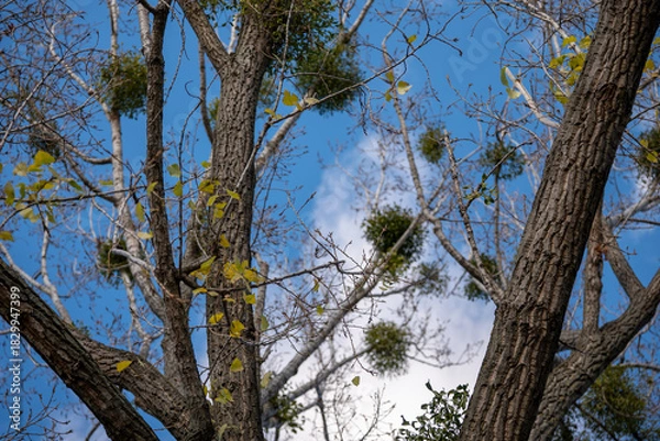 Fototapeta Bare tree branches with clusters of green mistletoe against a bright blue sky. Parasitic mistletoe growing on a deciduous tree in late autumn.