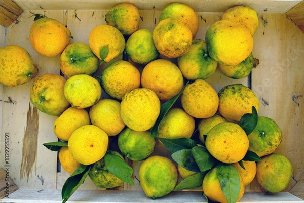 Obraz Wooden crate filled with fresh yellow and green tangerines. Represents organic citrus harvest, farm-fresh produce, natural farming results, seasonal fruit collection, and Mediterranean orchard yield.