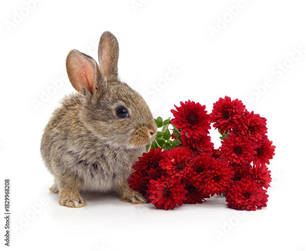 Obraz Cute baby rabbit with red chrysanthemums.