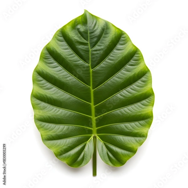 Obraz Vibrant Green Elephant Ear Leaf Isolated on White Background