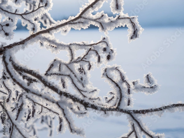 Fototapeta Frosty branch of black alder in winter