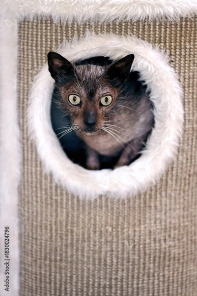 Fototapeta Lykoi Werewolf cat looks curioius out of the hole of a scratching barrel. Vertical image with copy space.