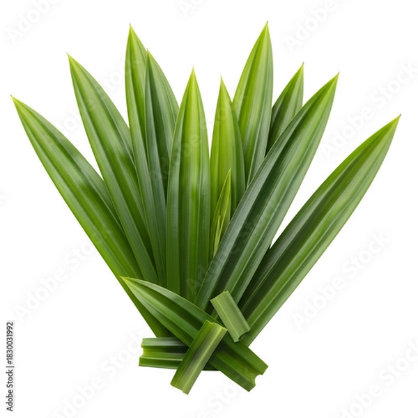 Fototapeta Pandan leaves isolated on black background