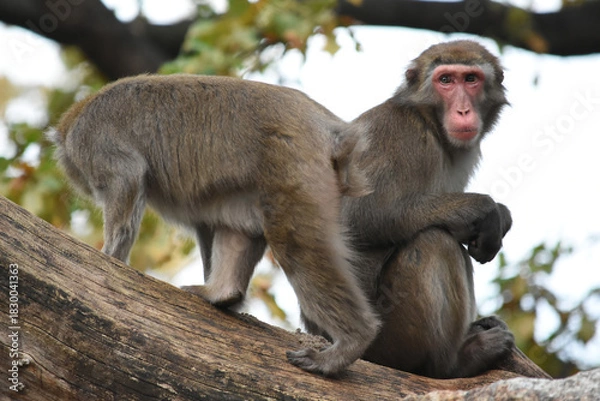 Obraz Two macaque monkeys sitting on a tree branch

