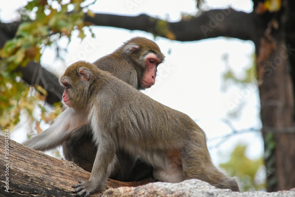 Obraz Two macaque monkeys sitting on a tree branch

