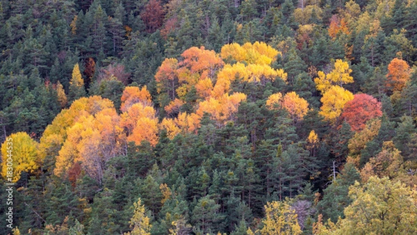 Obraz autumn landscape