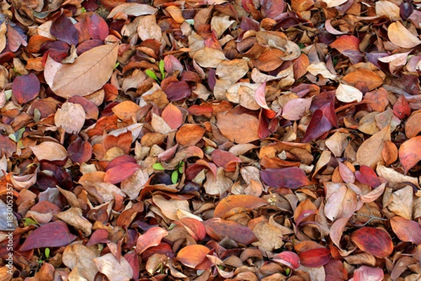 Obraz 가을 바닥에 떨어져 말라가는 나뭇잎들