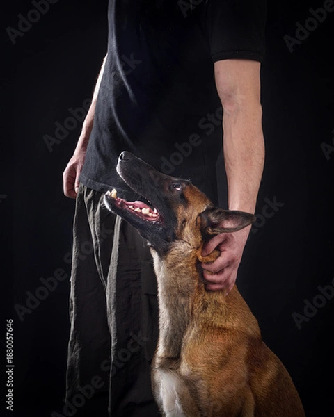 Obraz Beelgian shepherd malinois training k9