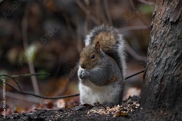 Obraz Squirrel in a park standing up.