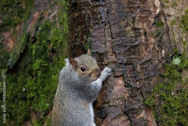 Obraz Squirrel climbing on a tree. 