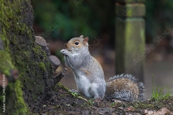 Obraz Squirrel in the forest next to a tree.