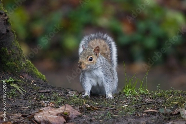 Obraz Squirrel in the park front view.