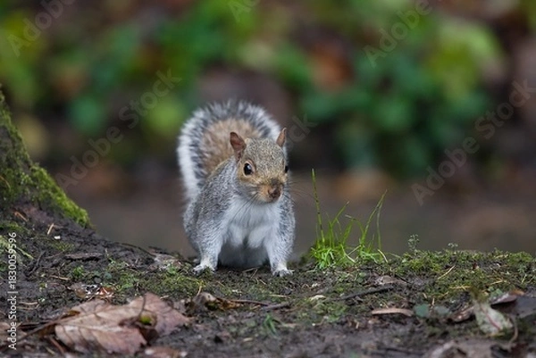 Obraz A grey squirrel in its front view.