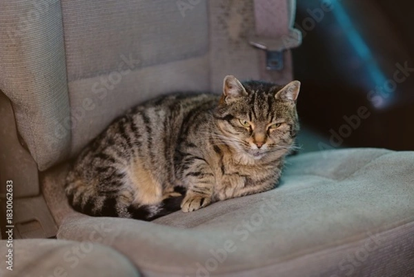 Fototapeta Cute tabby cat sleeping on the backseat of a car. Horizontal image .	