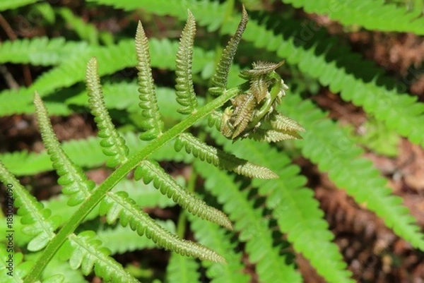 Obraz Dryopteris filix-mas, common fern leaves in Florida nature, closeup