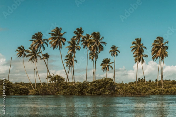 Obraz Brazilian vibes