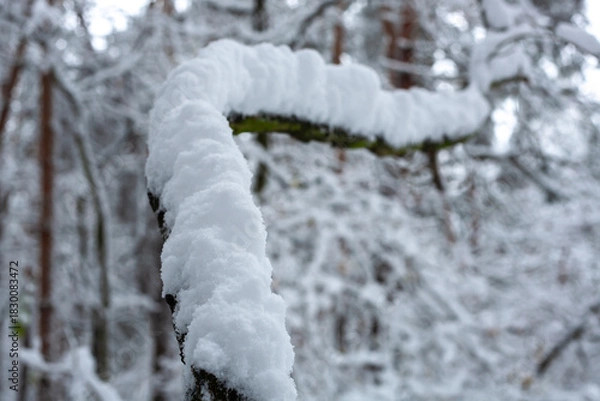 Obraz Snow-covered curved tree branch in a winter forest, captured in soft light with a shallow depth of field and natural frosty textures