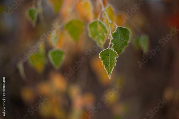 Obraz Frost-touched green birch leaves in soft autumn light, creating a delicate seasonal close-up with warm blurred background