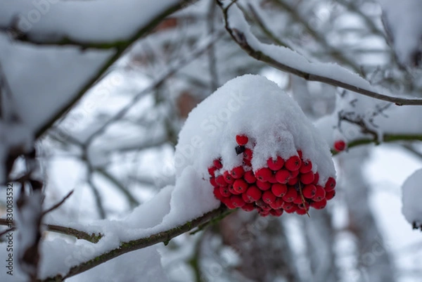Obraz Bright red berries covered in fresh snow on a winter branch, creating a vivid contrast and natural seasonal detail
