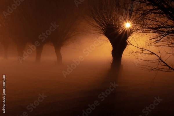 Fototapeta Foggy willow alley illuminated by warm sunset light, creating a dreamy, atmospheric landscape with dramatic silhouettes and glowing haze